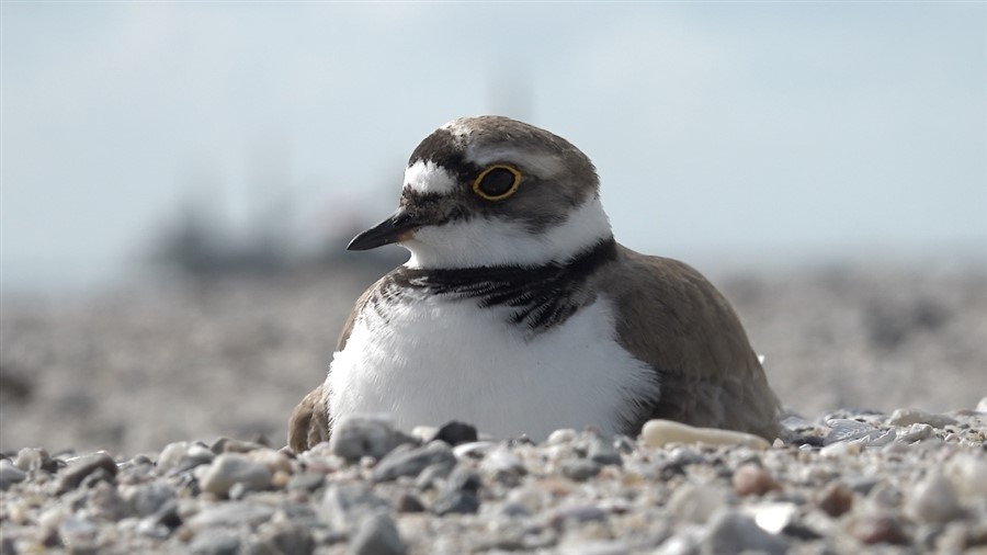 Bericht Vogelparadijs Marker Wadden telt ruim tweeduizend nesten  bekijken